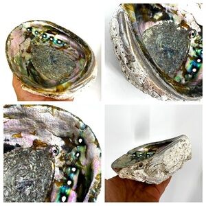 Large Natural Abalone Sea Shell Trinket Dish Decor